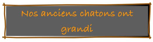 Nos anciens chatons ont grandi