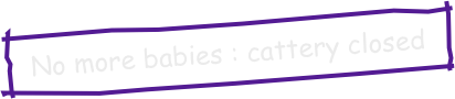   No more babies : cattery closed